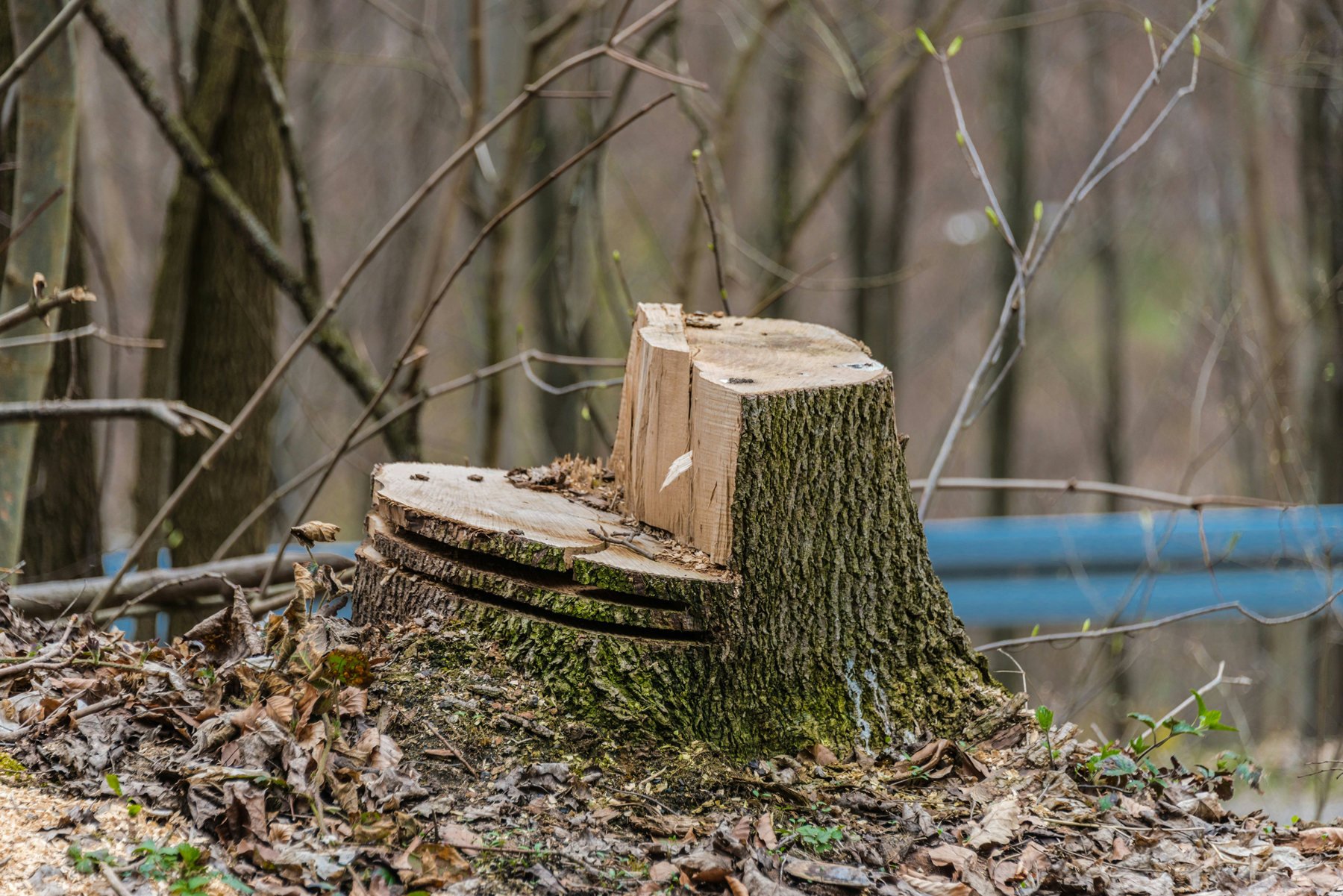 What Safety Measures Are In Place During Tree Felling In Johannesburg