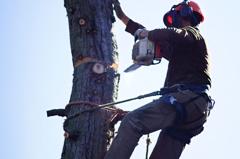 Understanding Tree Fellers Near Me Prices |Tree Wise Tree Felling