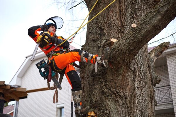 Efficient Randburg Tree Removal – Safe & Professional |Tree Wise Tree ...