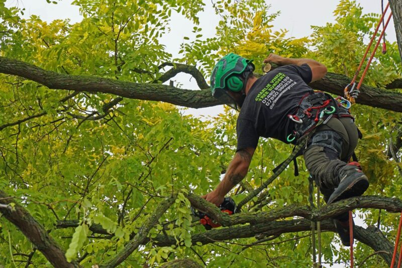 Felling Direction Smart Tree Felling Randburg North Cost |Tree Wise Tree Felling