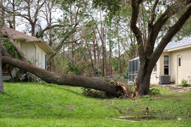 Fast & Efficient Tree Felling Johannesburg South | Tree Wise Tree Felling