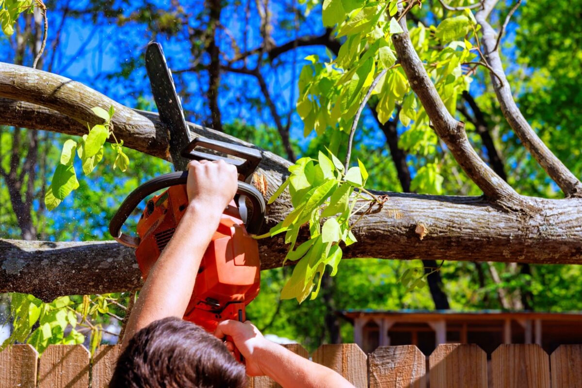 Tree Felling Meaning | A Complete Guide | Tree Wise Tree Felling