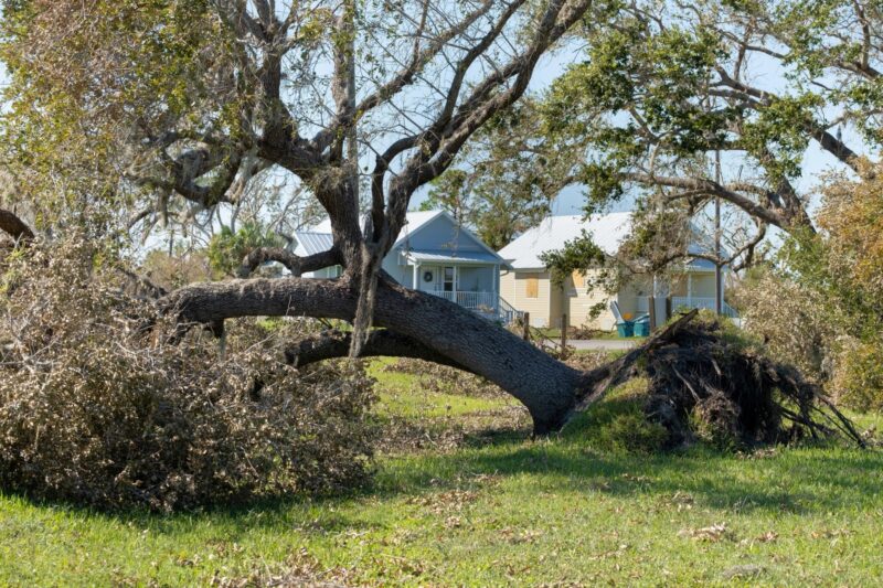 What is the Meaning of Tree Removal? | Tree Wise Tree Felling
