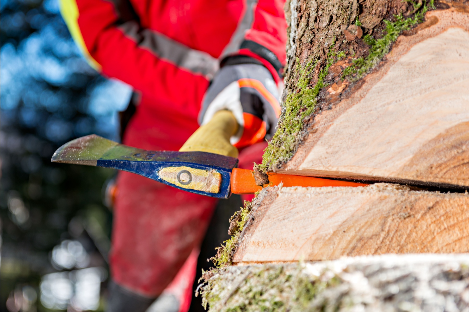 best tree felling companies Johannesburg