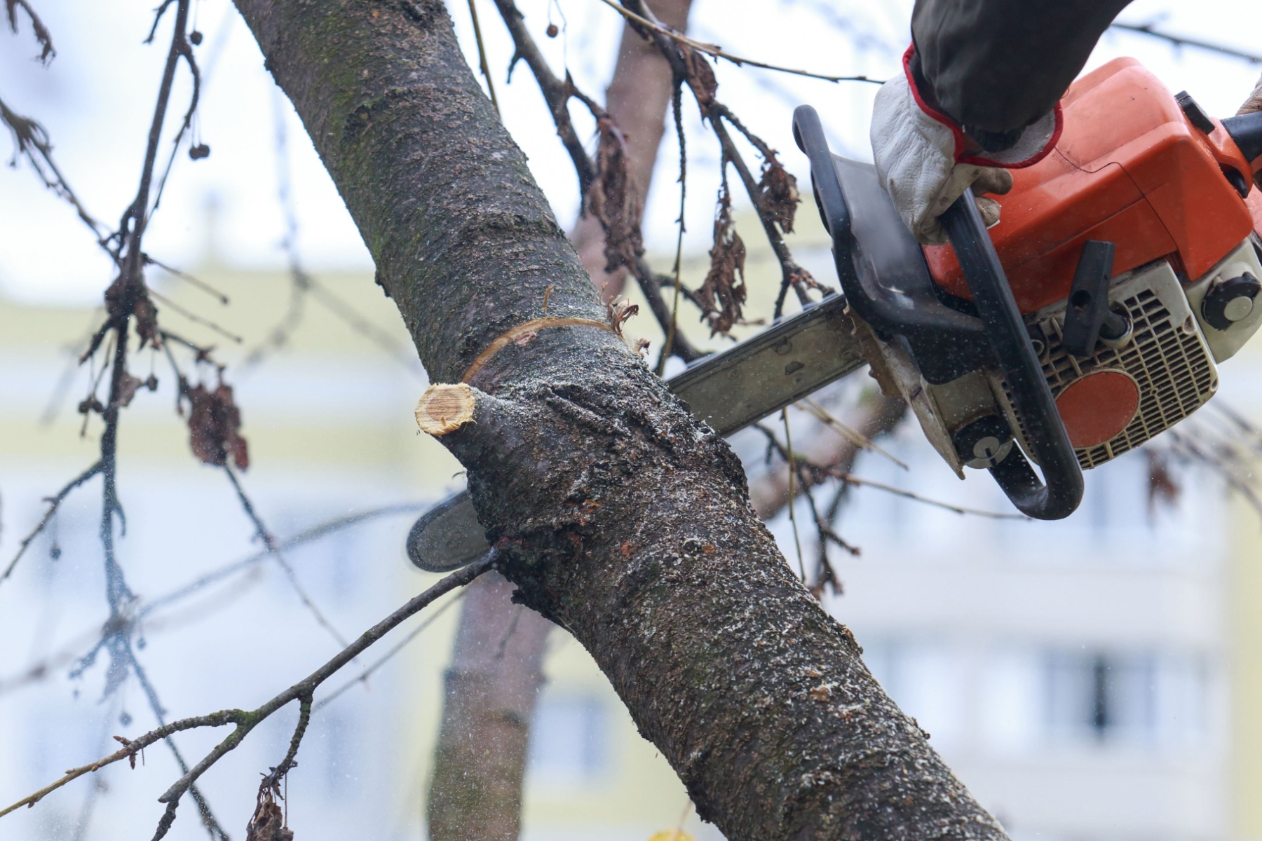 top tree felling companies johannesburg