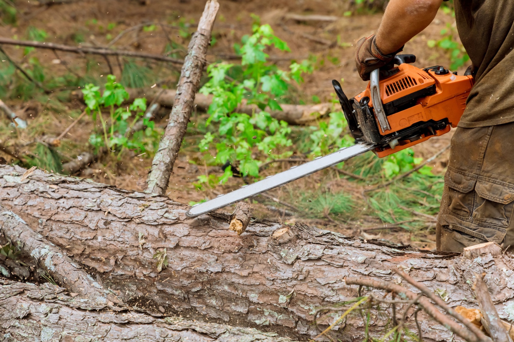 tree felling companies Johannesburg