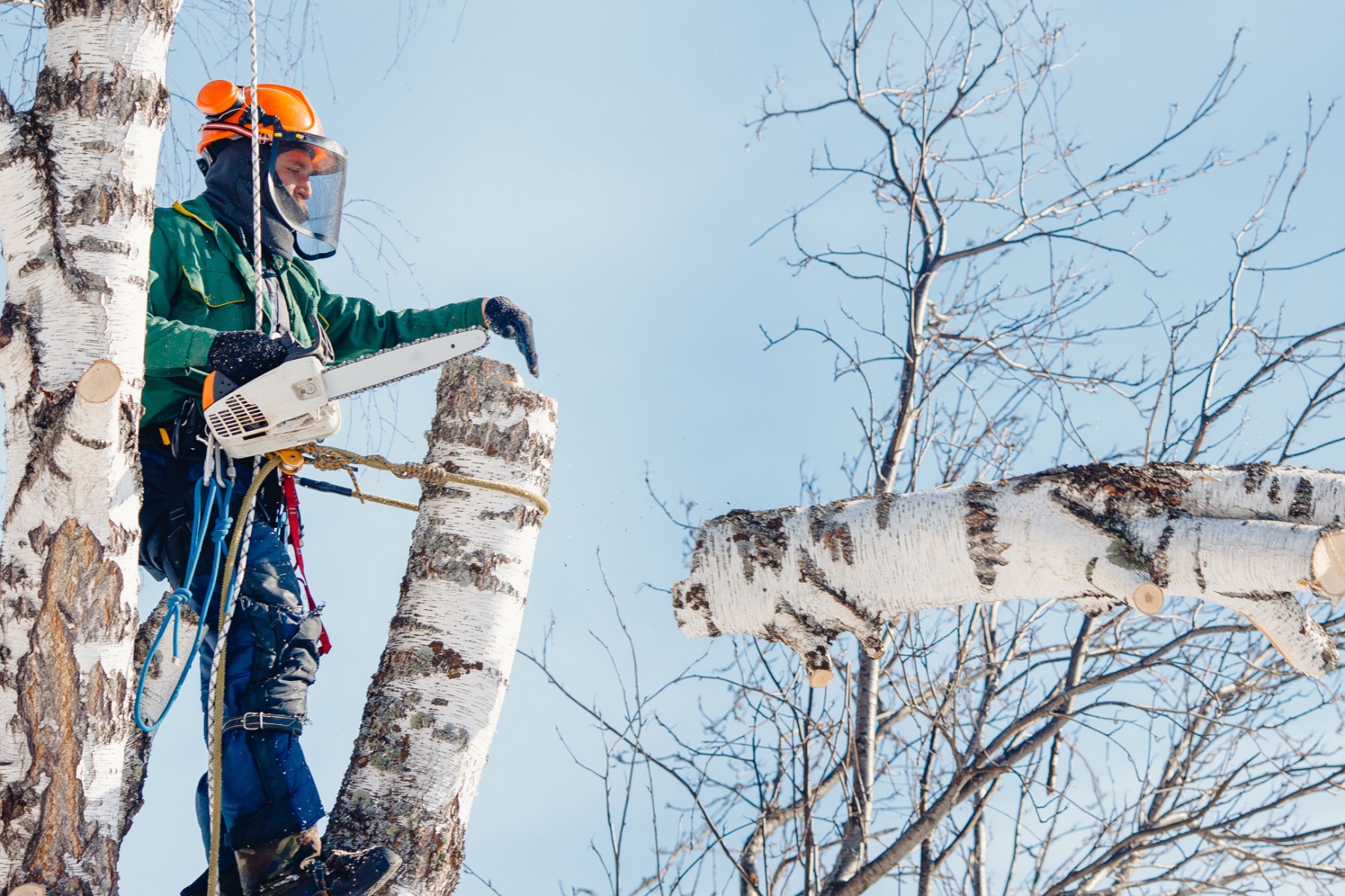 tree felling in johannesburg