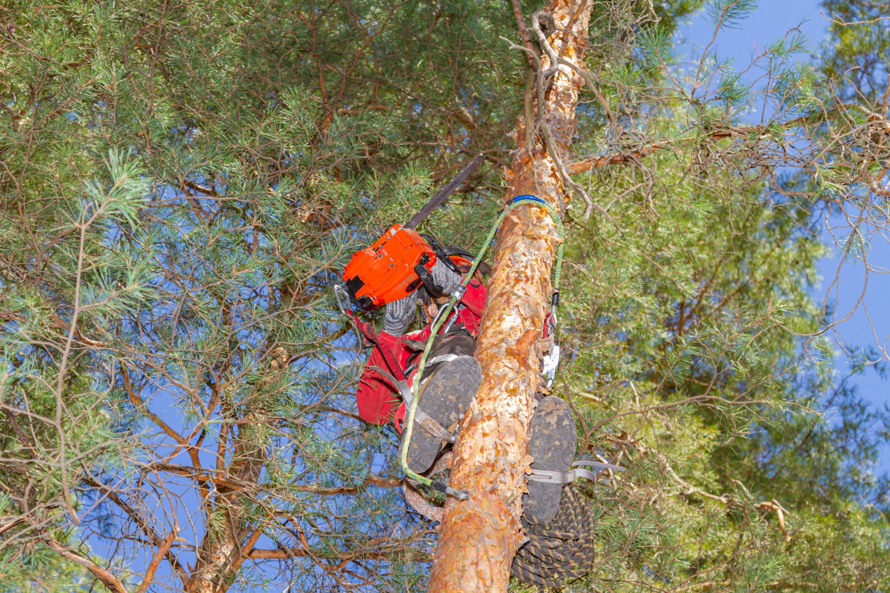 tree felling johannesburg south