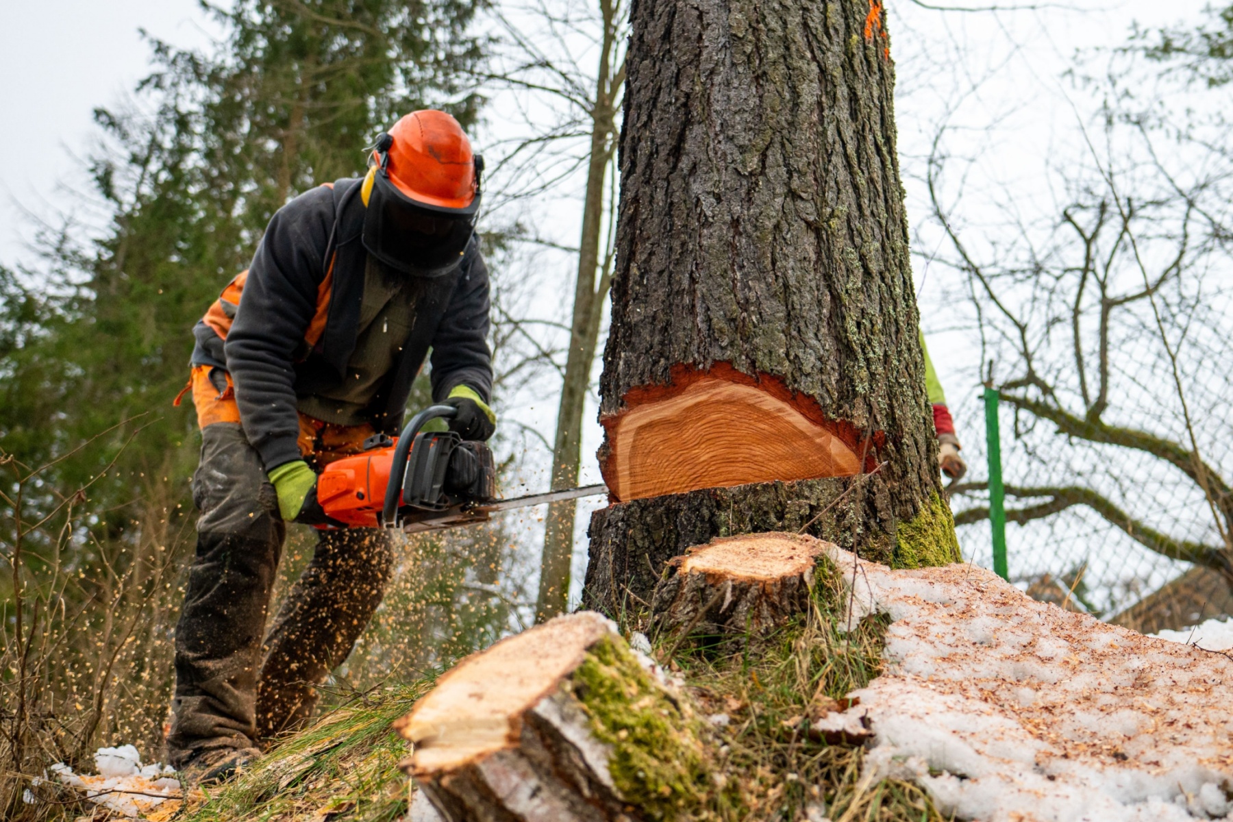 tree felling prices in johannesburg