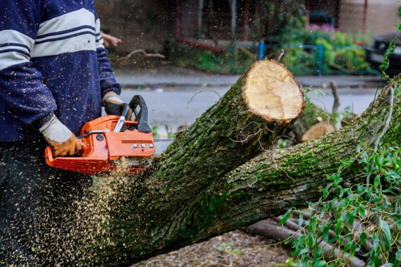 Tree Felling Services Johannesburg - Affordable & Professional Tree ...