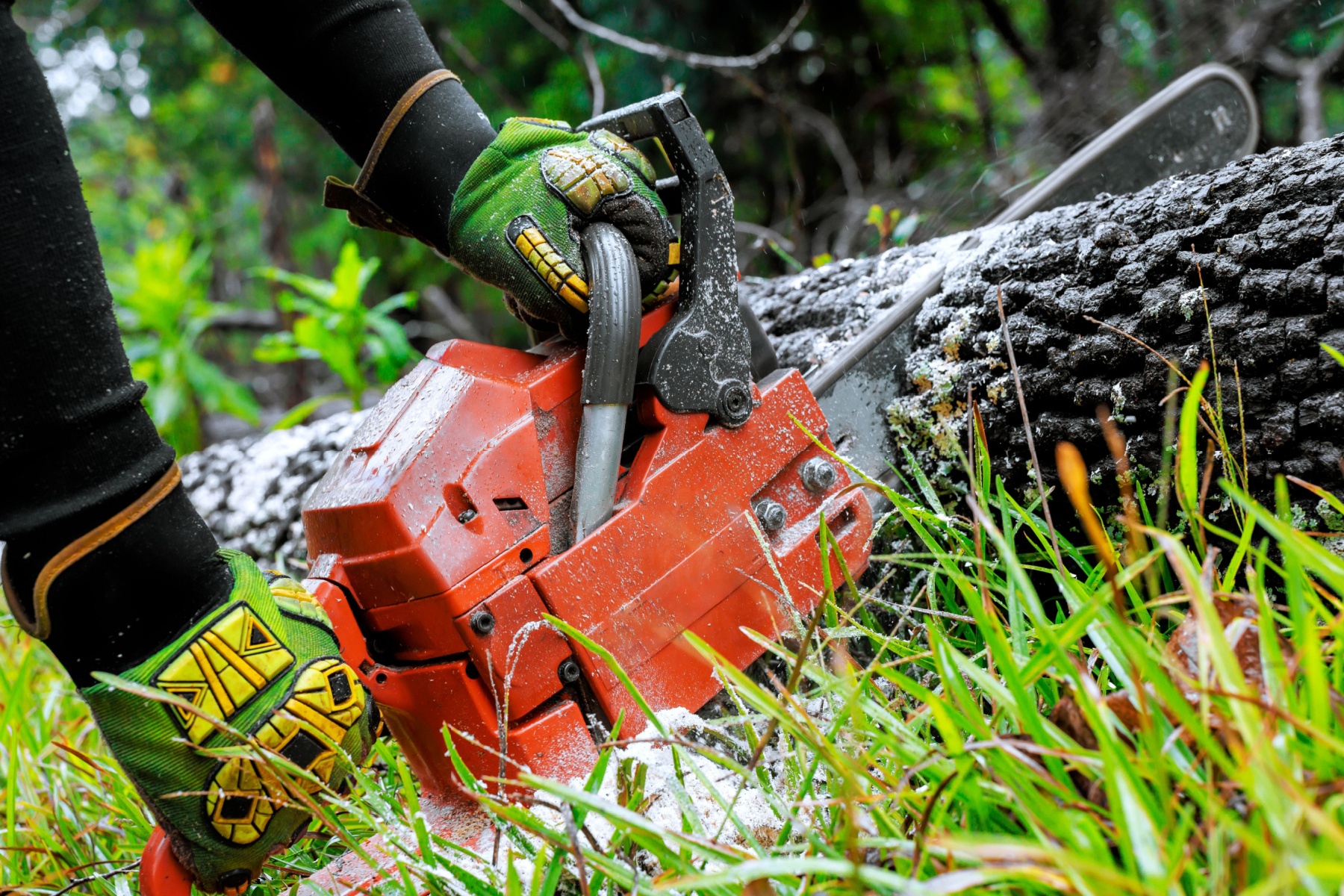 Affordable tree companies Midrand