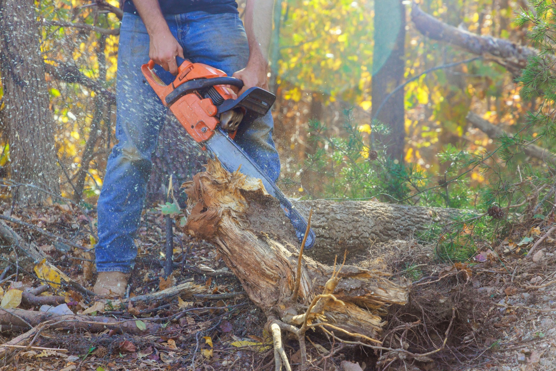 Affordable tree felling companies Boksburg