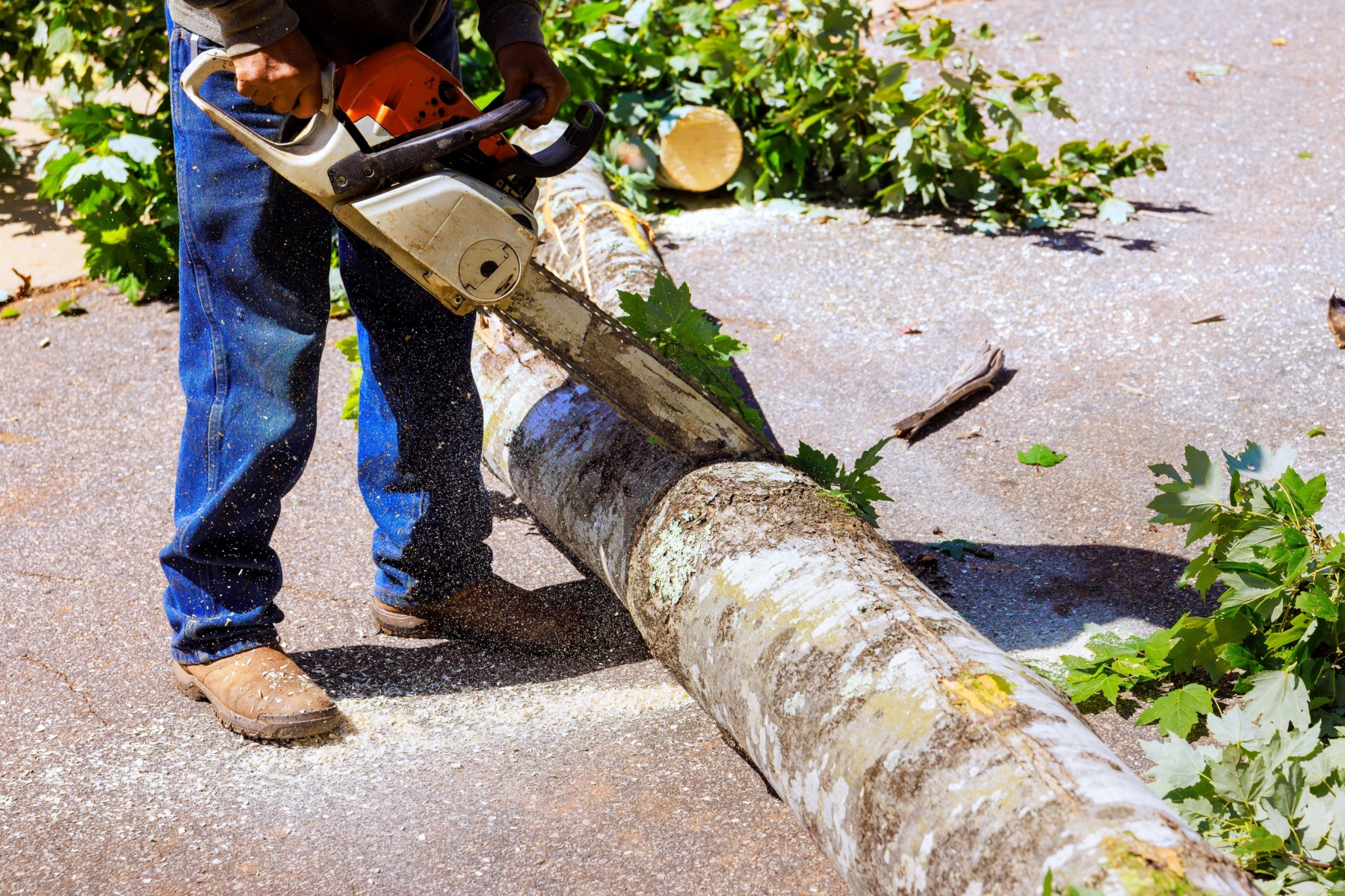 Best tree felling companies benoni reviews
