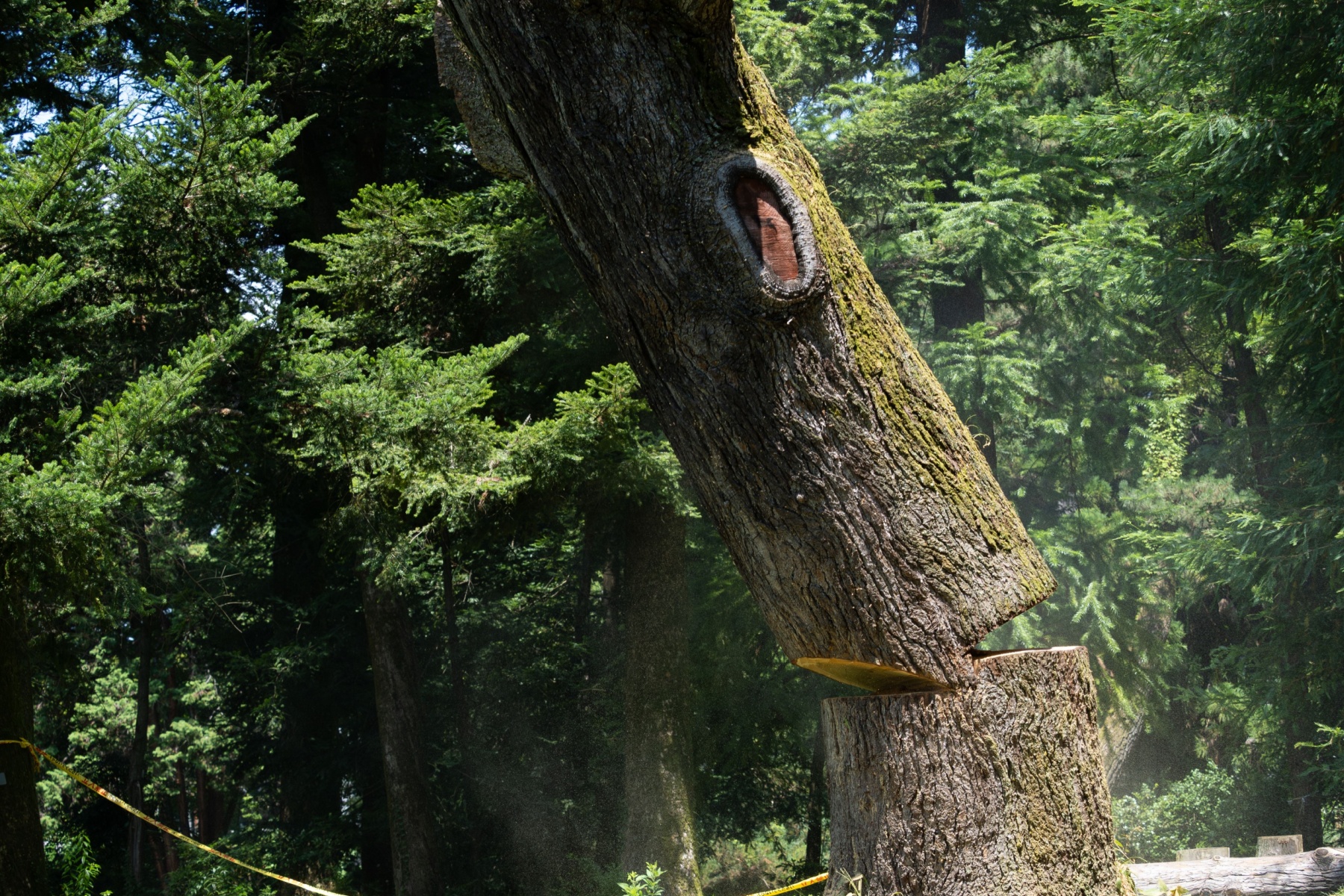 Best tree felling companies roodepoort