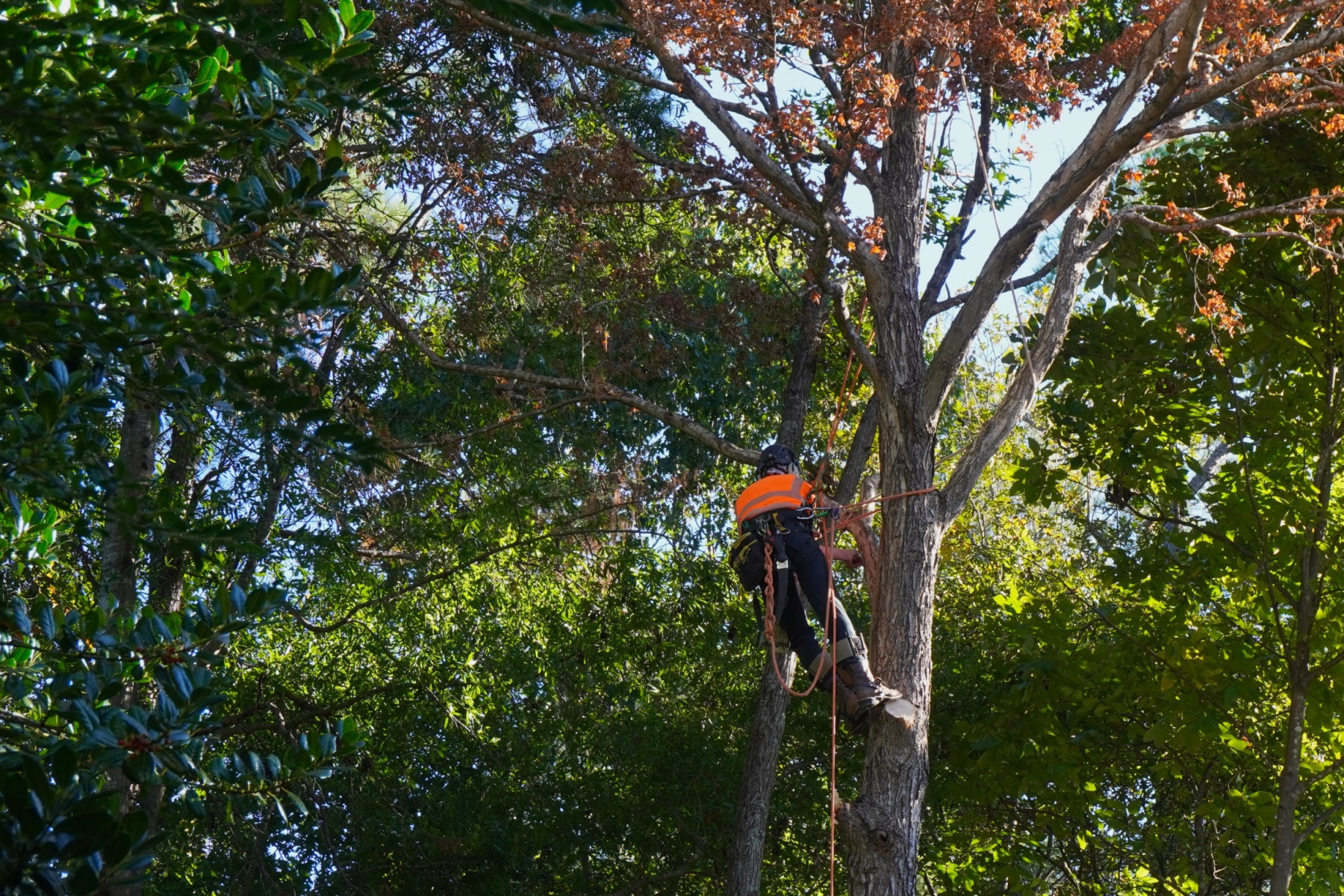 Best tree felling companies roodepoort near me