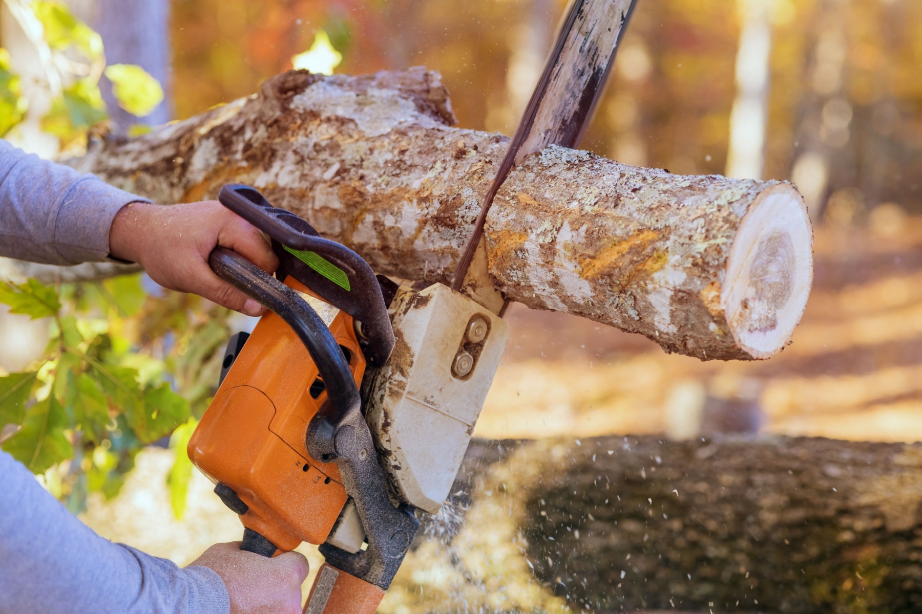 Tree felling companies Midrand prices