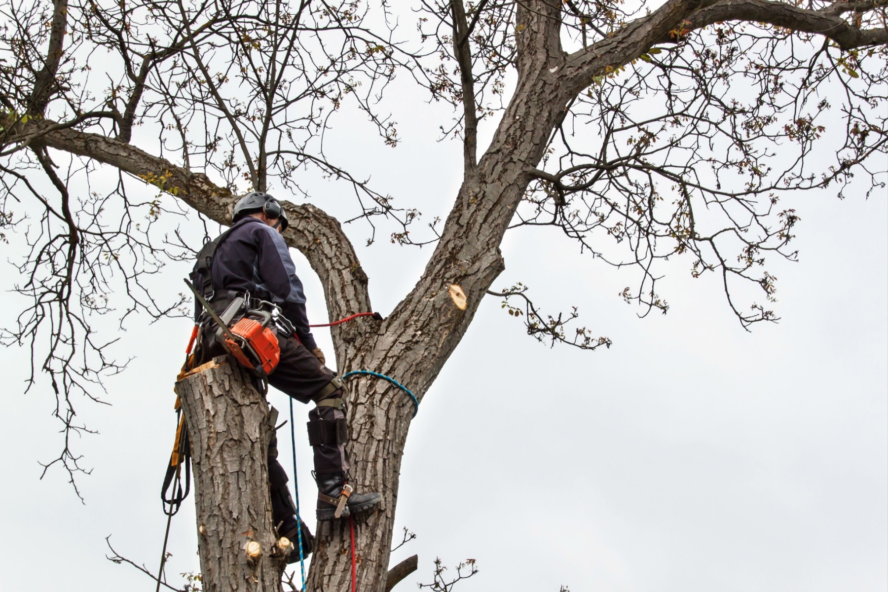 Tree felling companies centurion reviews
