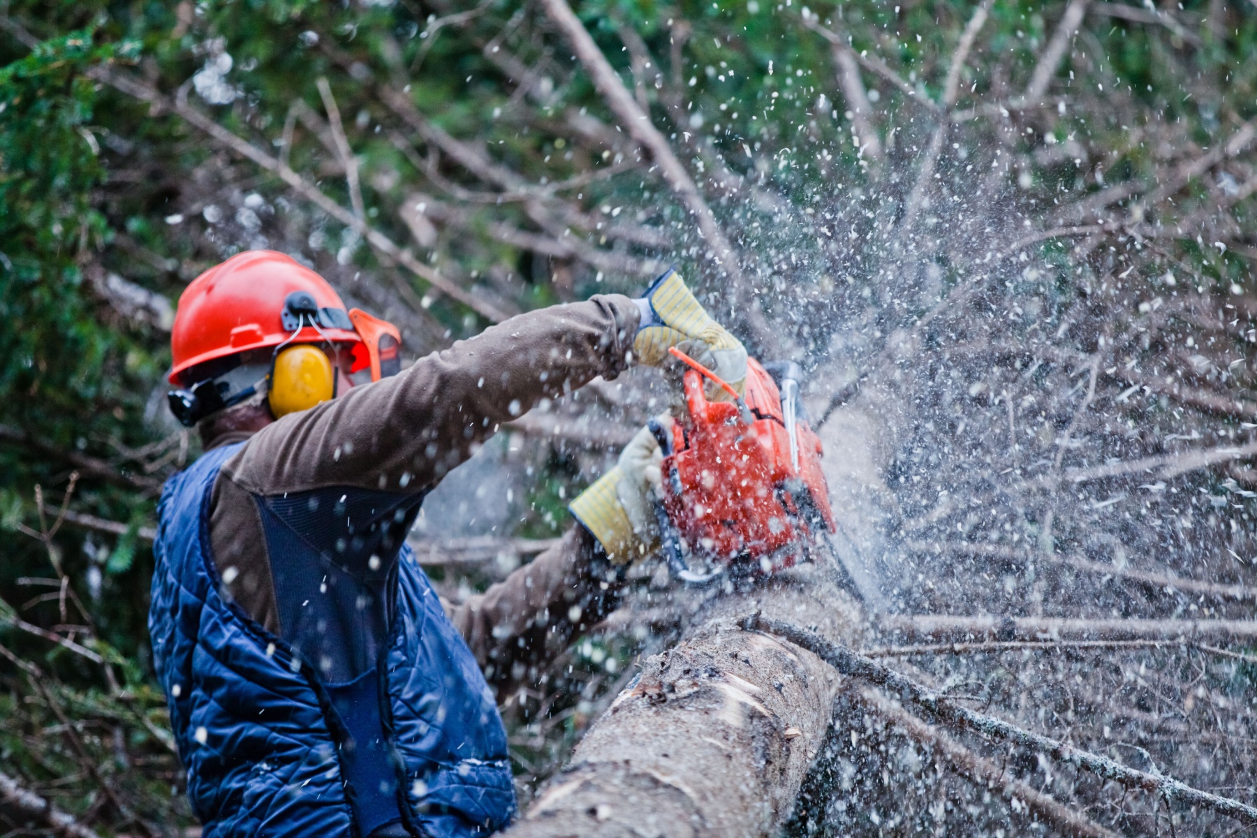 best tree felling companies