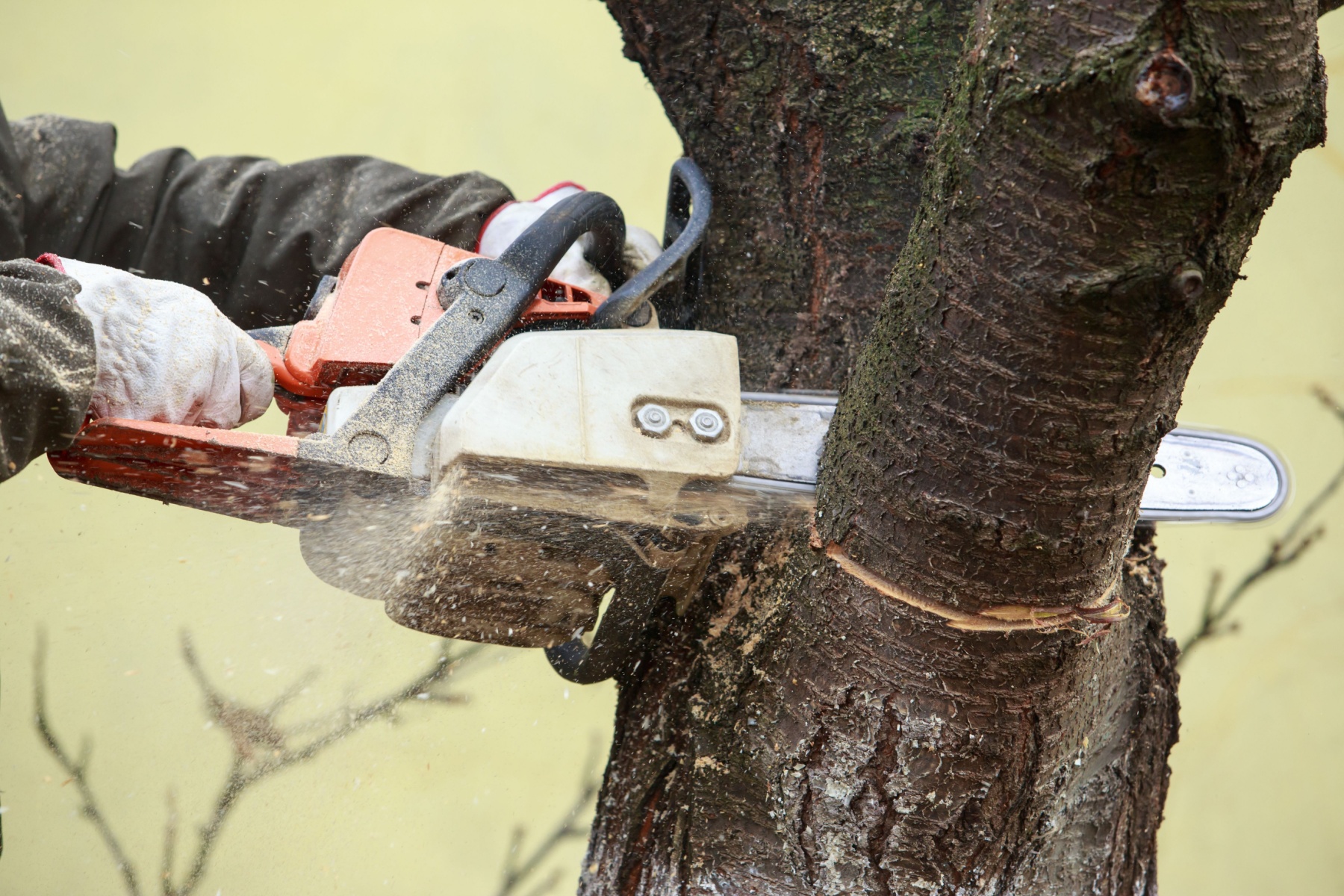 best tree felling companies Sandton