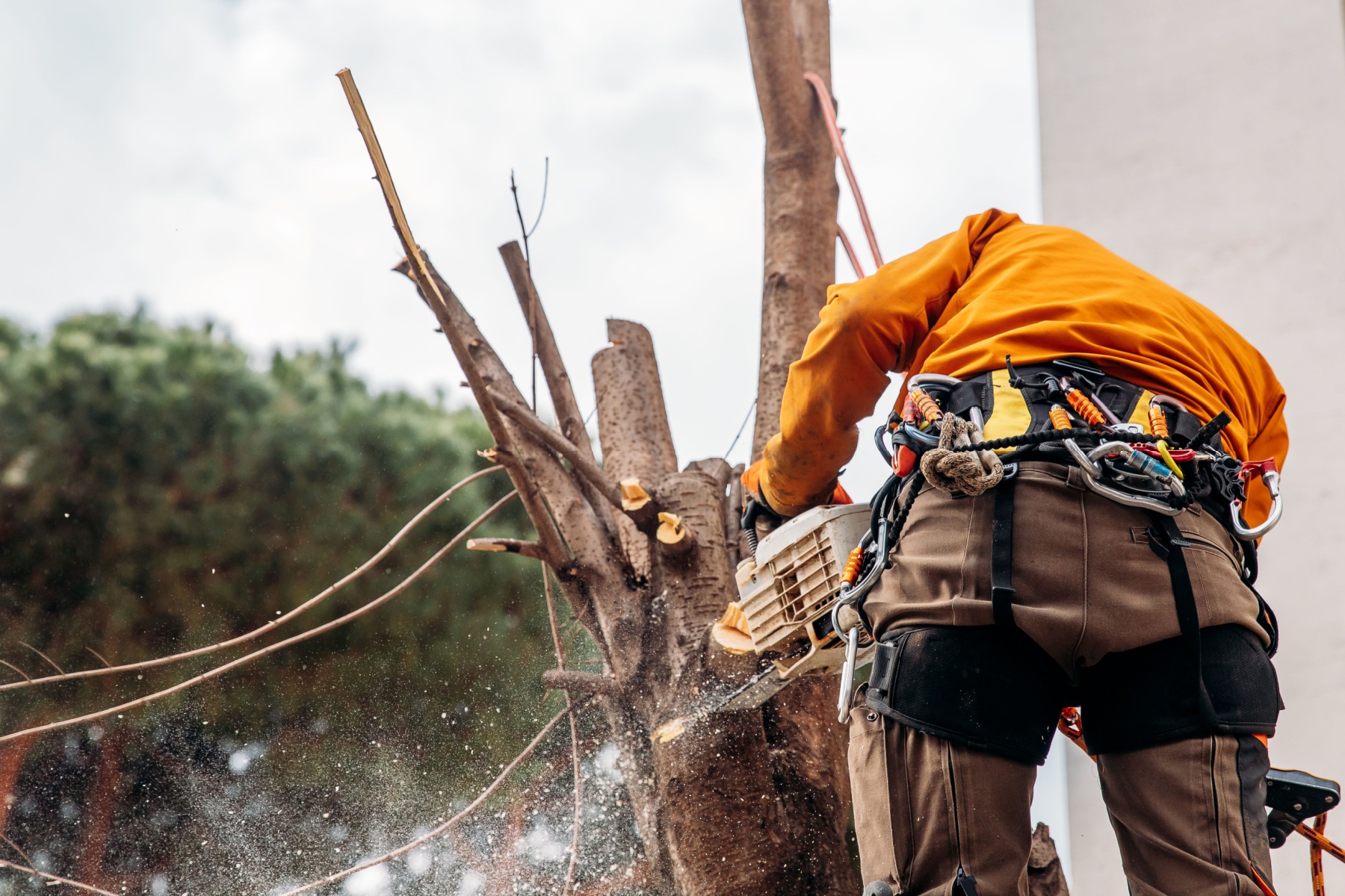 top tree felling companies johannesburg