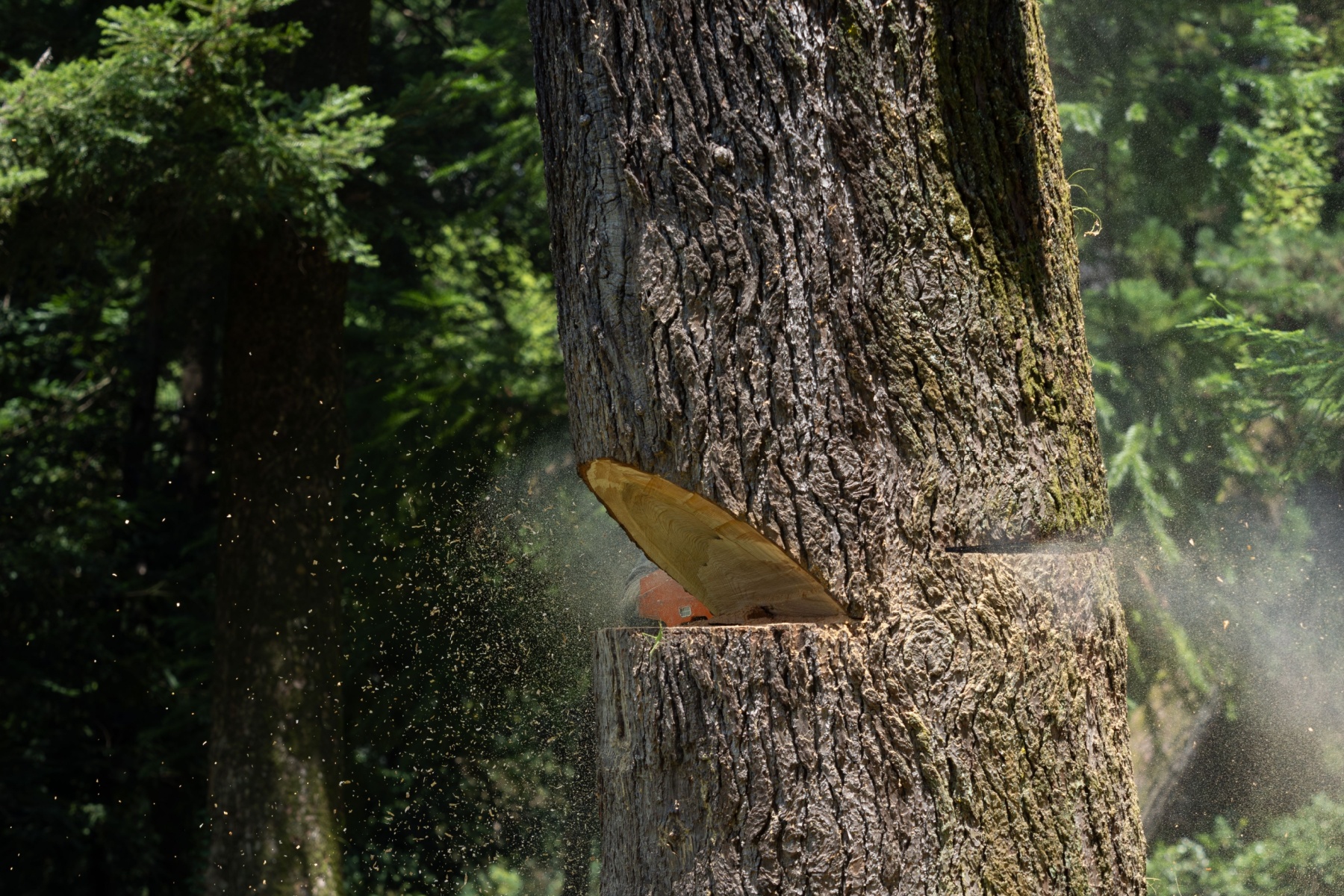 tree felling companies