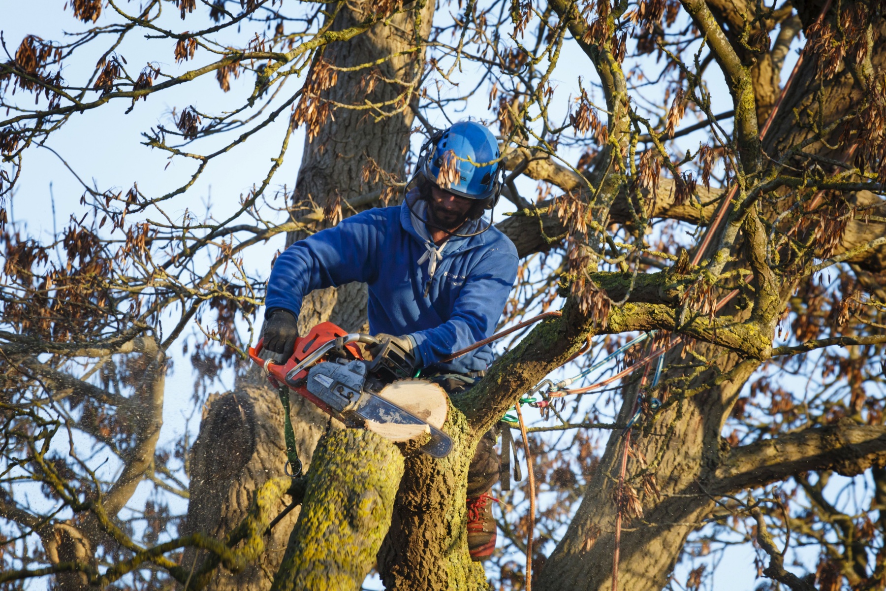 tree felling companies Johannesburg South