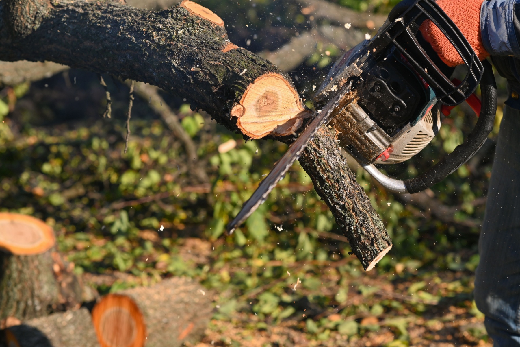 tree felling companies in randburg