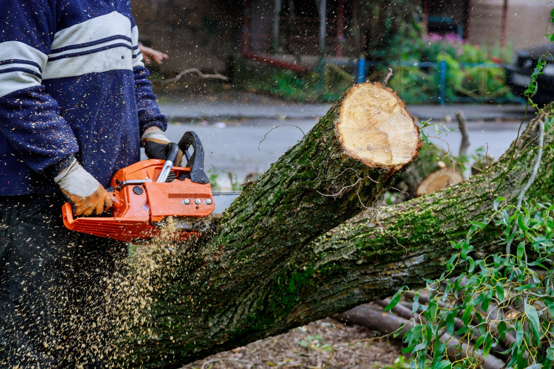 tree felling companies prices