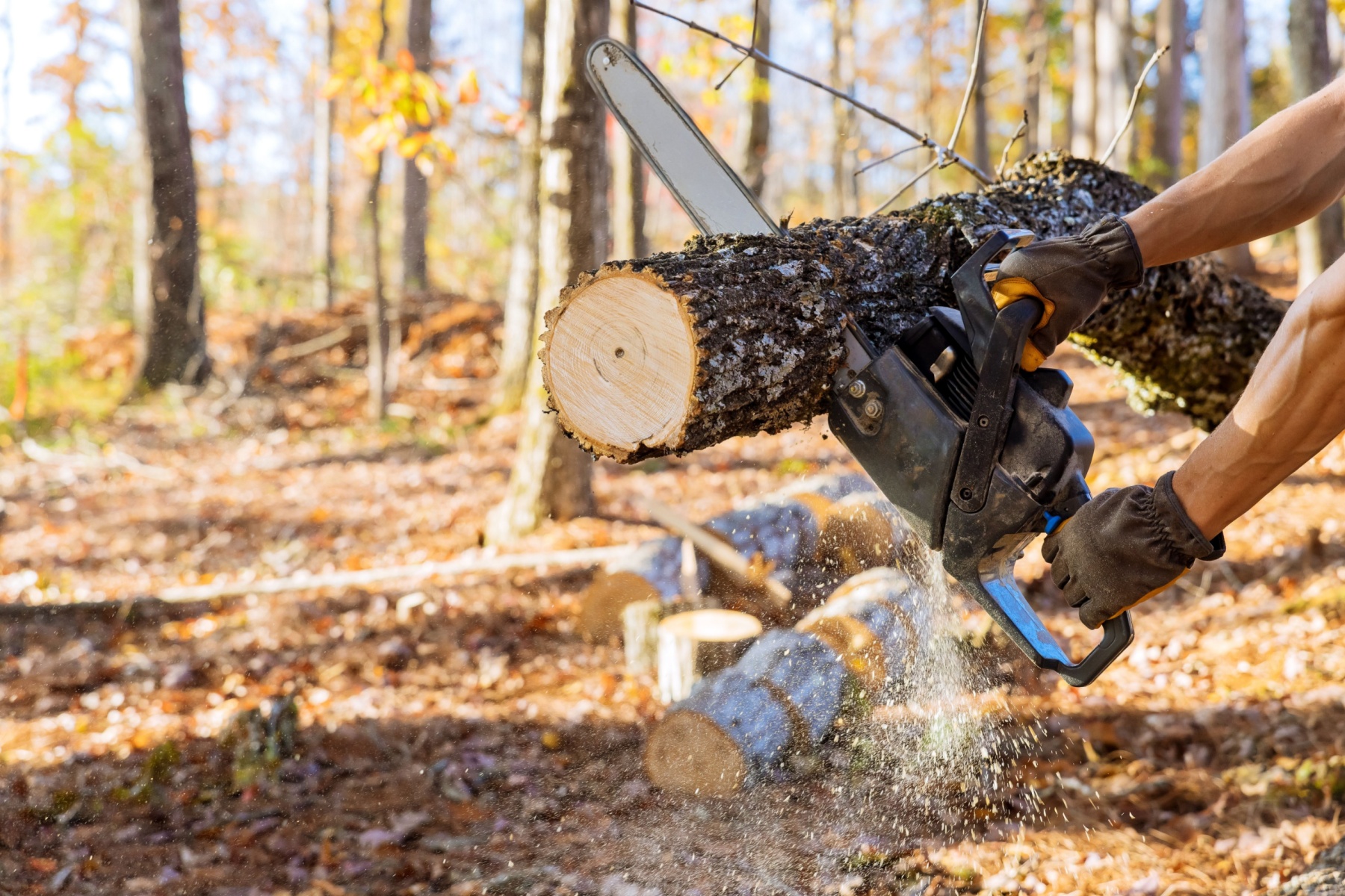 tree felling companies review in sandton